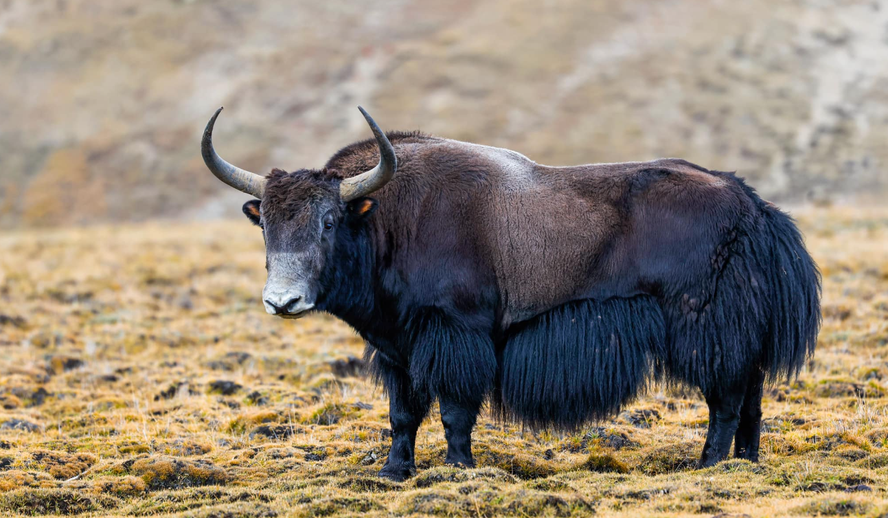 शे–फोक्सुन्डो राष्ट्रिय निकुञ्जमा भेटियो दुर्लभ जंगली याक