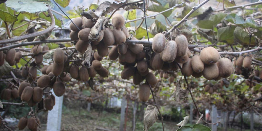 “लटरम्म किबी फलेको देखेर जति खुसी, त्योभन्दा बढी दुःखी”