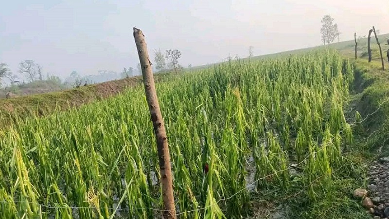 हिमपात र वर्षाले किसानलाई राहत, आजदेखि मौसममा क्रमिक सुधार आउने