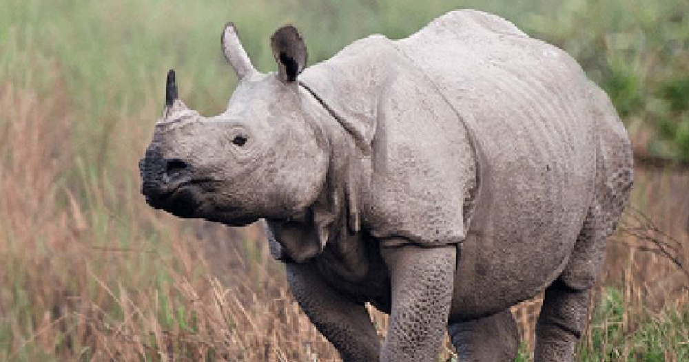 गैँडाको शून्य चोरीसिकार पाँच सय दिन कट्यो