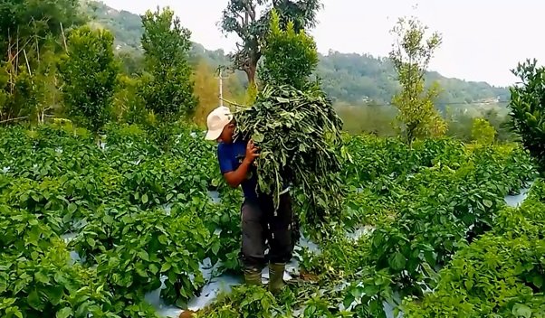 हुरीले अकबरे खुर्सानीमा क्षति पुर्‍यायो, किसान चिन्तित