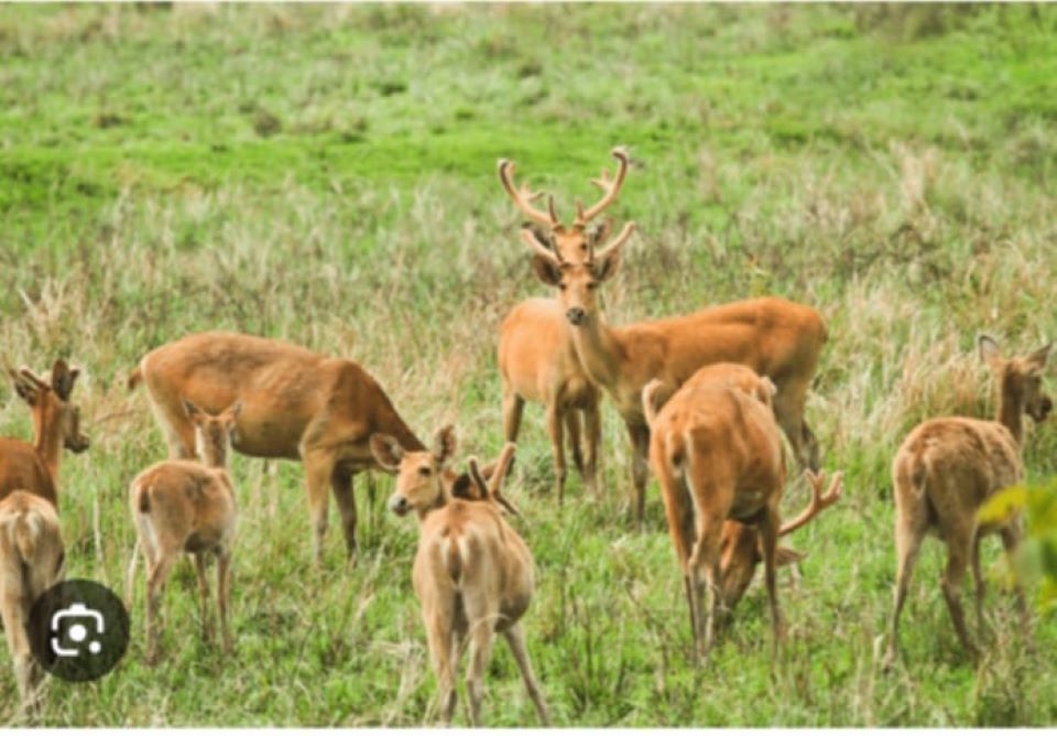 शुक्लाफाँटामा दुर्लभ वन्यजन्तु कृष्णसारको सङ्ख्यामा वृद्धि