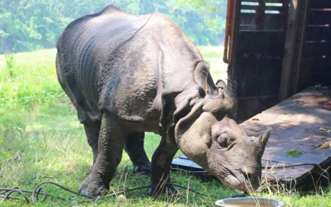 बजेट अभावका कारण रोकिएको गैँडा गणना चैत महिनादेखि गर्ने तयारी