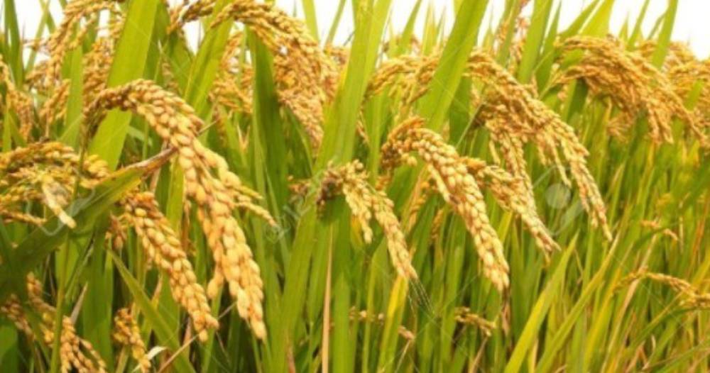 चैते धानको समर्थन मूल्य तोक्न अध्ययन सुरु