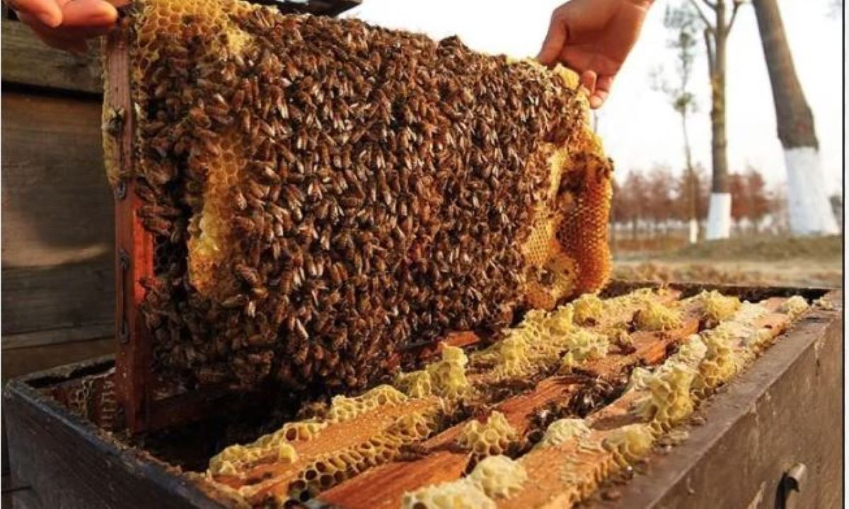 ‘अनुसन्धान, प्रविधि र सहकार्यका लागि अन्तर्राष्ट्रिय मौरी सम्मेलन’