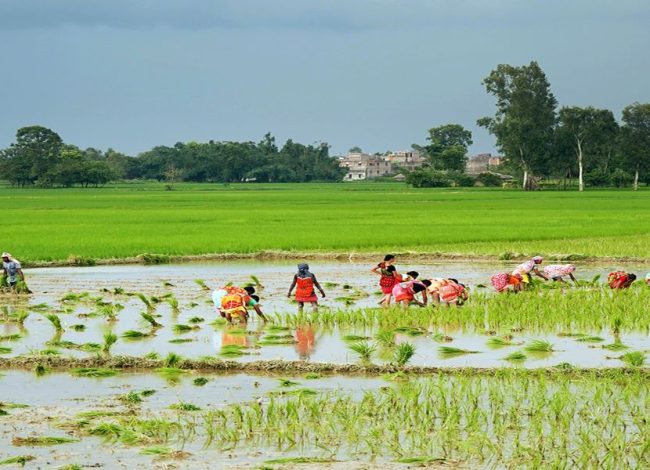 बढ्दो सहरीकरणले उपत्यकाका खेतीयोग्य जमिन मासिँदै, किसान चिन्तित