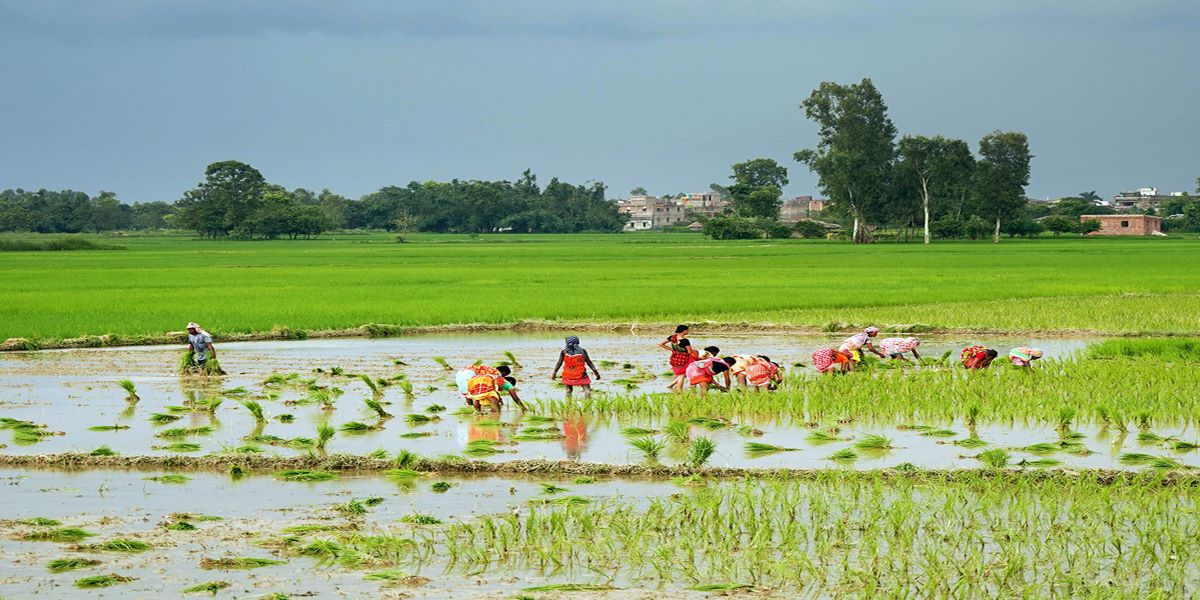 देशभर एक लाख ३७ हजार हेक्टर जमिन रोपाइँ