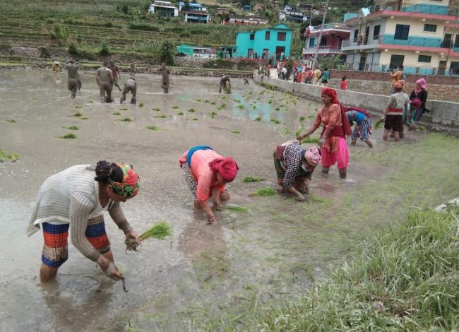 असार सकिन लाग्दा देशभर ५४.५२ प्रतिशत धान रोपाइँ, सबैभन्दा कम मधेश प्रदेशमा