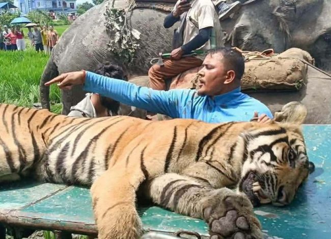 राप्तीको बस्तीमा पसेर आतंक मच्चाउने बाघ नियन्त्रणमा